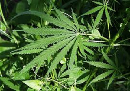 شناسایی و معدوم سازی دو مزرعه ماری‌جوانا در نظرآباد